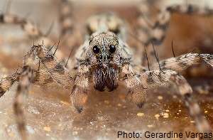 Wolf spider (Lycosidae arctosa)